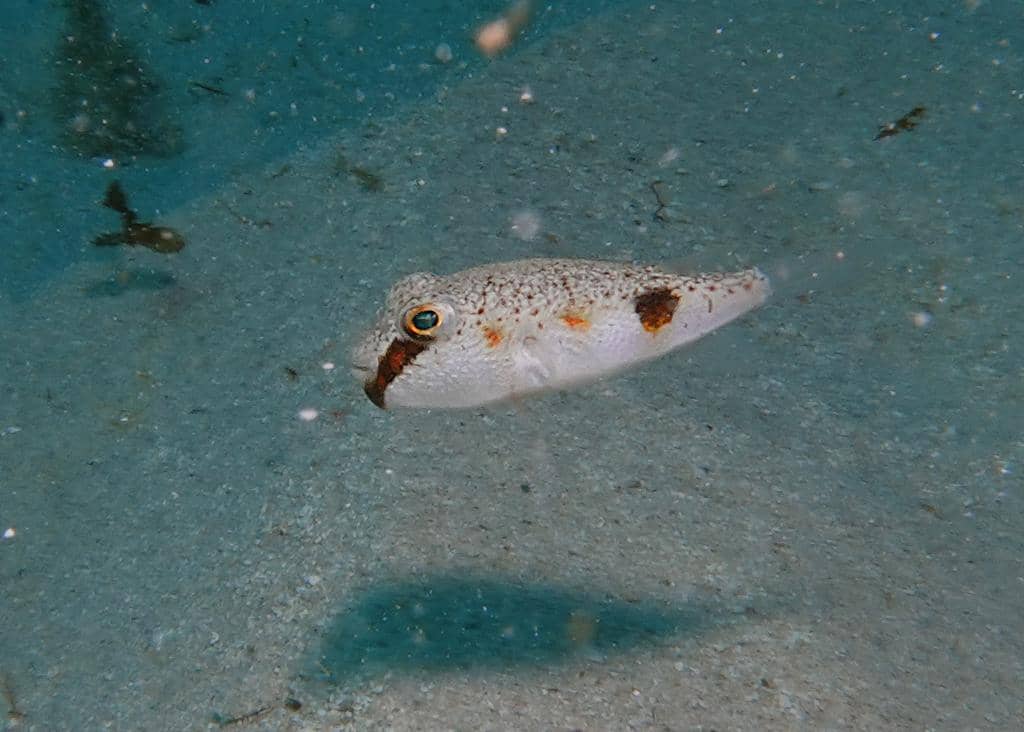 foto Polyspina piosae 