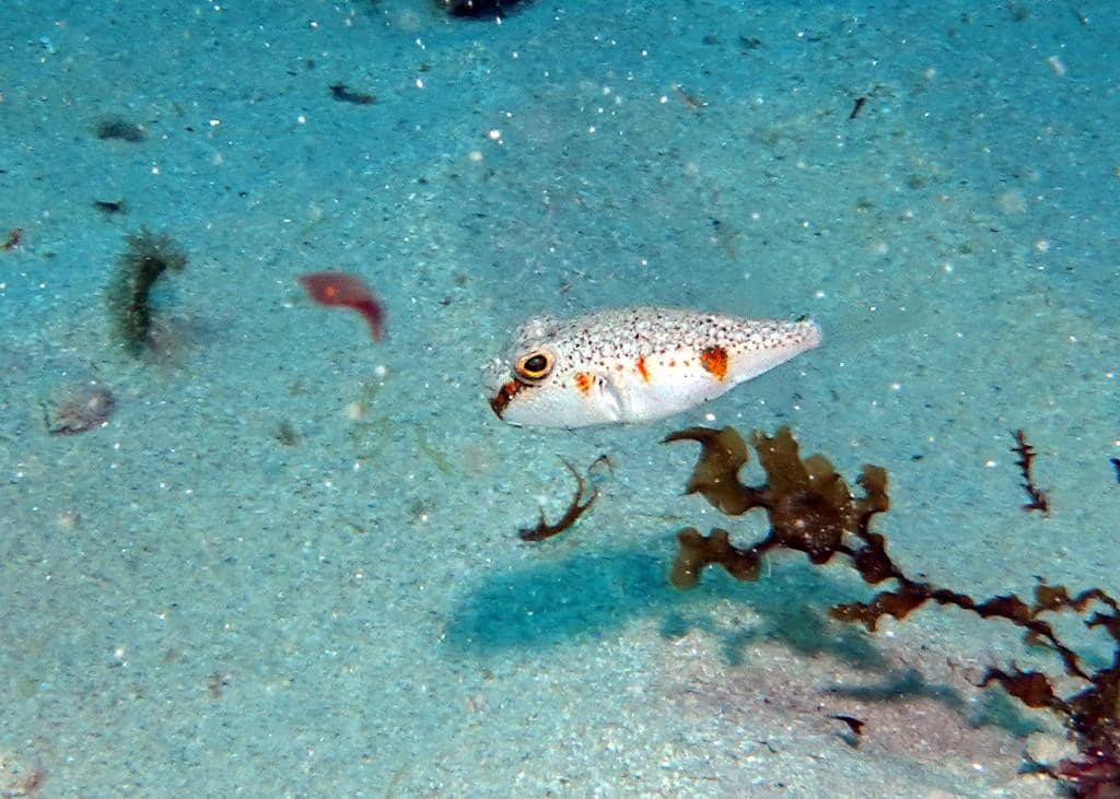 foto Polyspina piosae