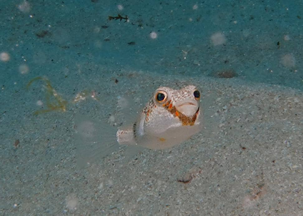 foto Polyspina piosae 