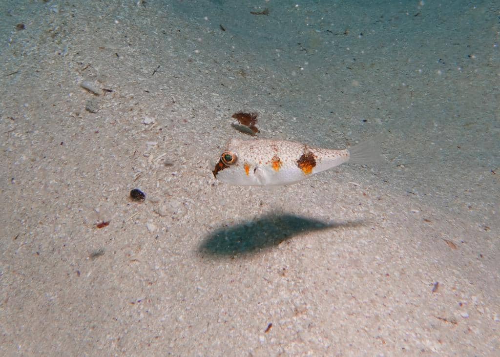 foto Polyspina piosae