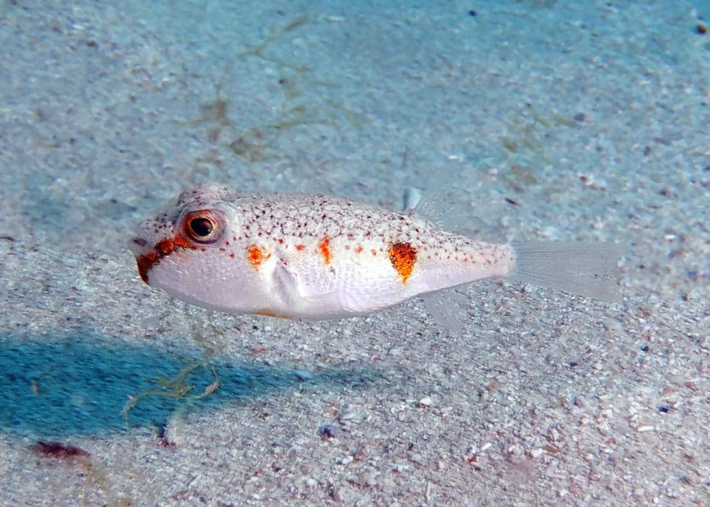 foto Polyspina piosae