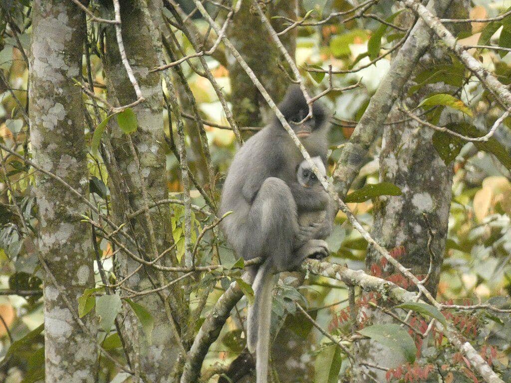 Lutung surili 