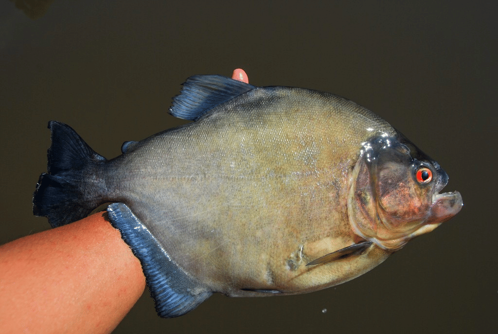 piranha hitam