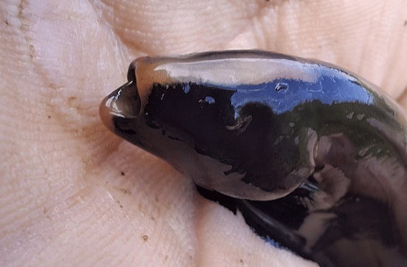 ikan pisau hantu hitam