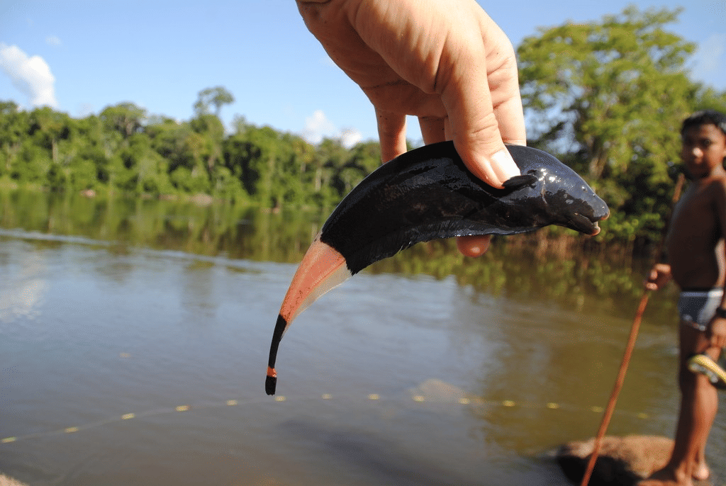 ikan pisau hantu hitam