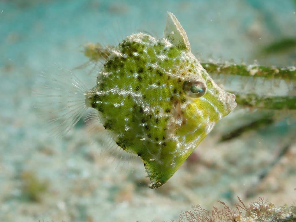 foto Rudarius excelsus