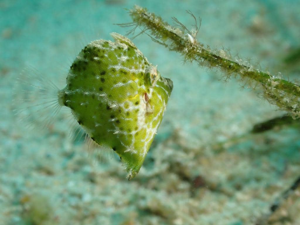 foto Rudarius excelsus 