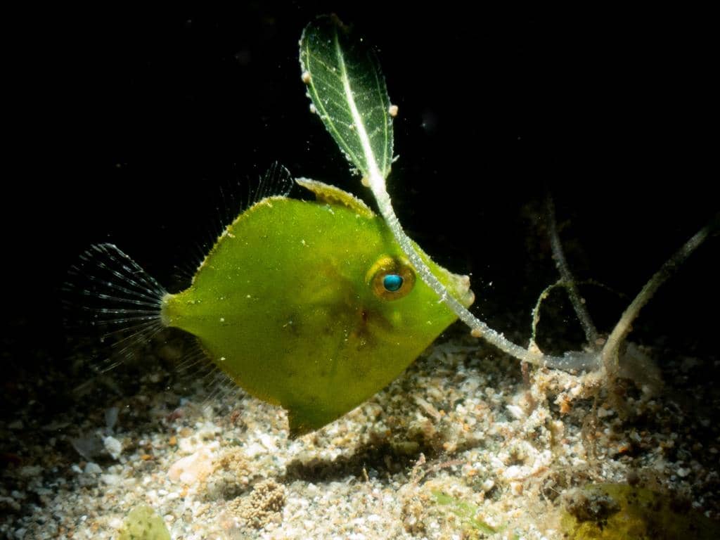 foto Rudarius excelsus 