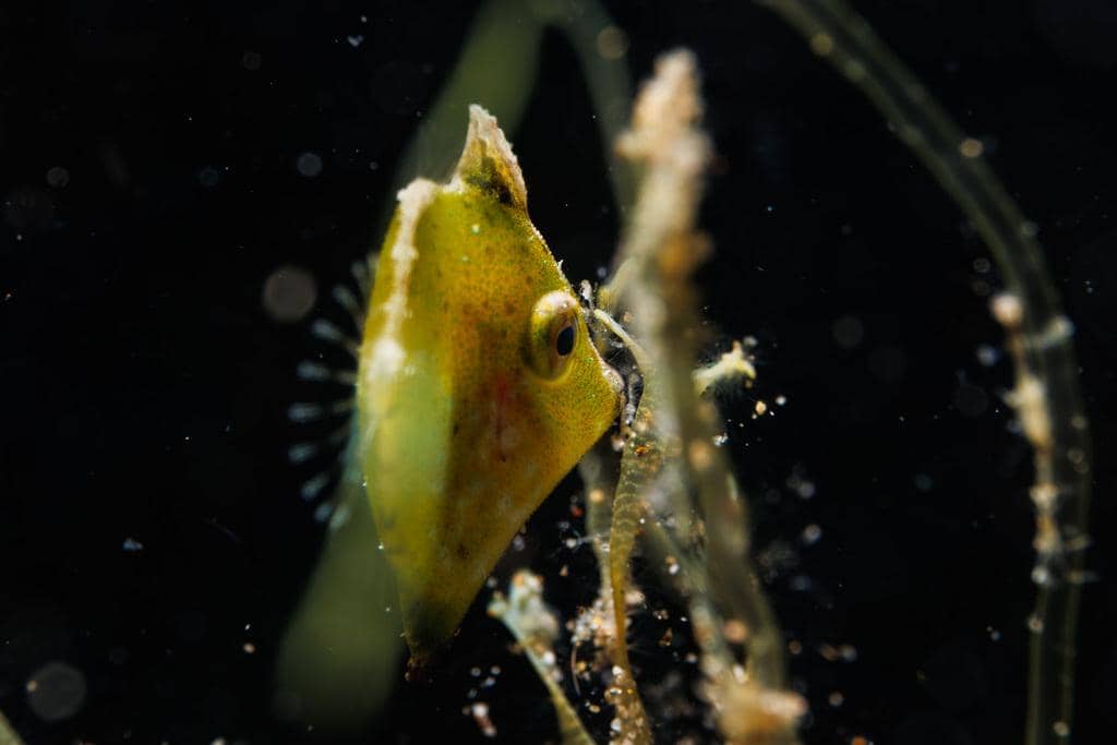 foto Rudarius excelsus 