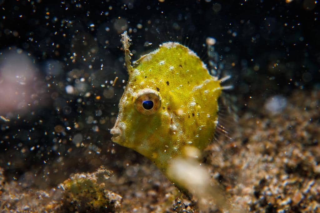 foto Rudarius excelsus