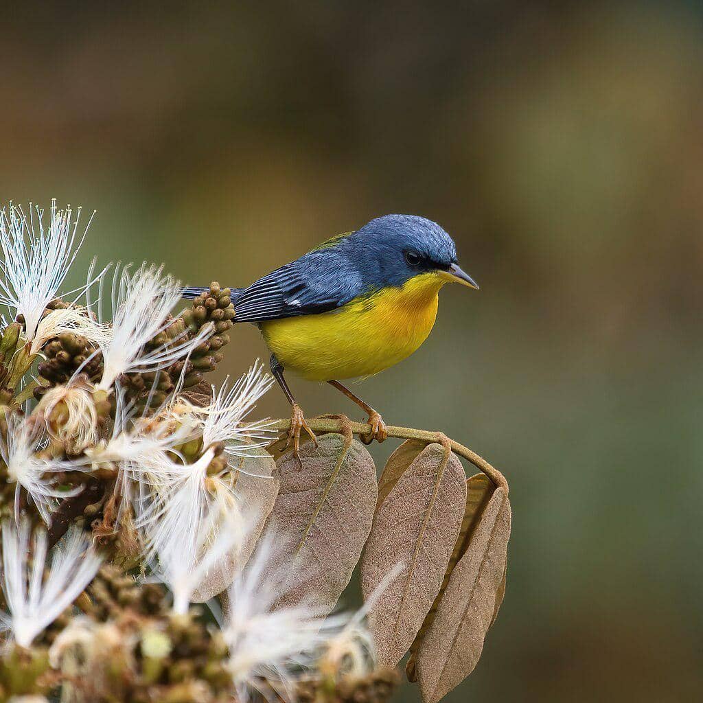 potret burung parula tropis yang difoto di wilayah Costa Rica