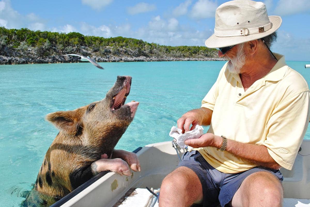 Potret seorang wisatawan di Pig Beach, Exuma Cays, Bahama. Pulau ini menjadi destinasi wisata unik karena dihuni oleh koloni babi liar yang jinak dan dapat berenang di perairan pirus yang jernih di sekitarnya