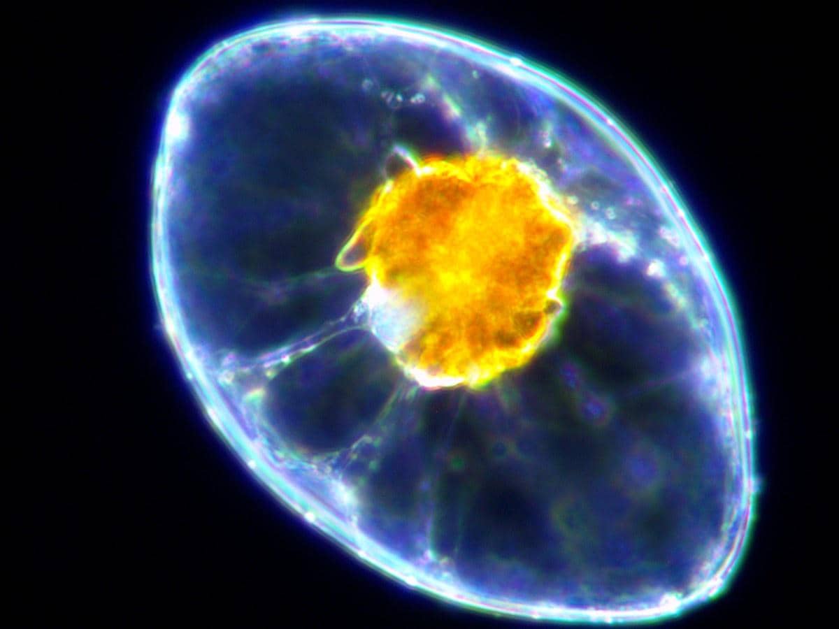 ilustrasi dinoflagellata yang buat lautan salju bercahaya saat Natal