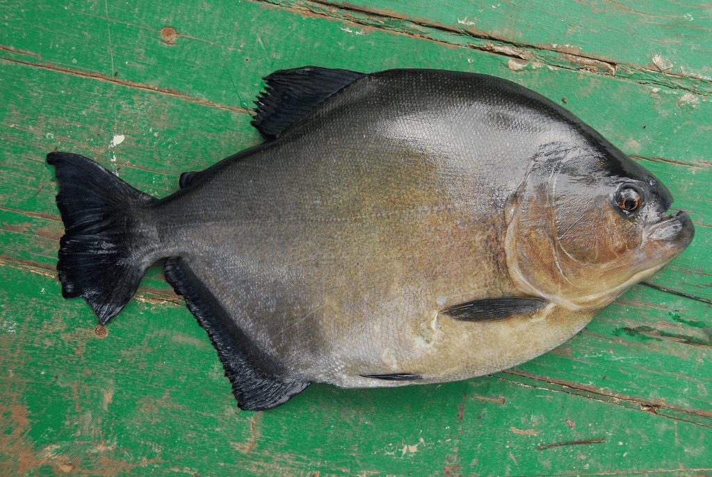 piranha hitam