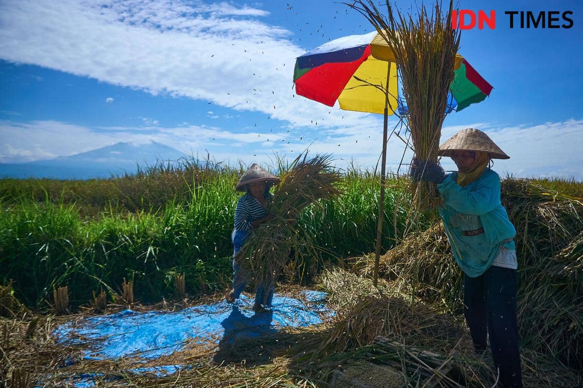 Petani perempuan, Kamsiyah (kiri) memukul batang padi untuk merontokkan gabah di Desa Candiretno, Kecamatan Secang, Kabupaten Magelang, Senin (22/12/2025). (IDN Times/Dhana Kencana)