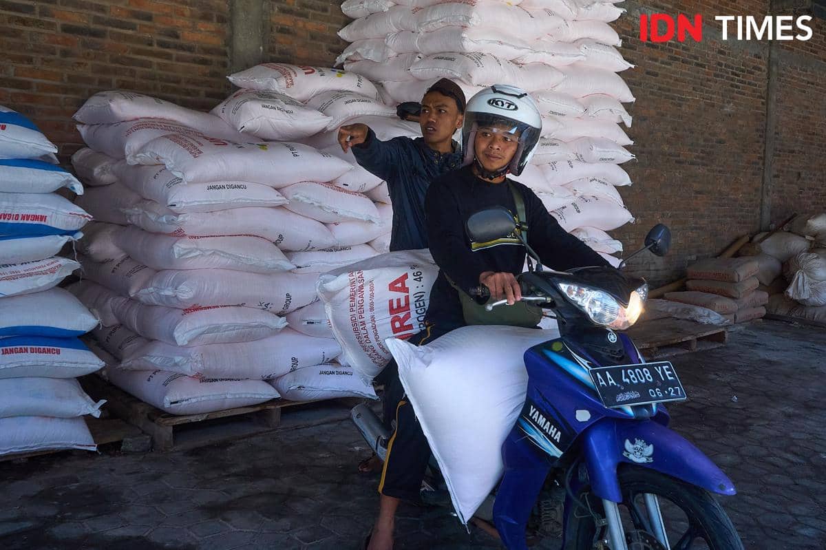 Petani Desa Candiretno, Secang, Magelang, Ganang Aswin (kiri) membawa sejumlah karung pupuk bersubsidi usai ditebus menggunakan Kartu Tanda Penduduk (KTP) di kios Penerima Pupuk pada Titik Serah (PPTS) UD Jambul, Senin (22/12/2025). (IDN Times/Dhana Kencana)