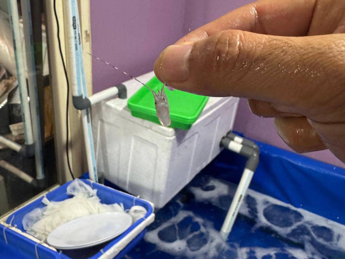 Gudang benih bening lobster ilegal di Tangerang digerebek polisi