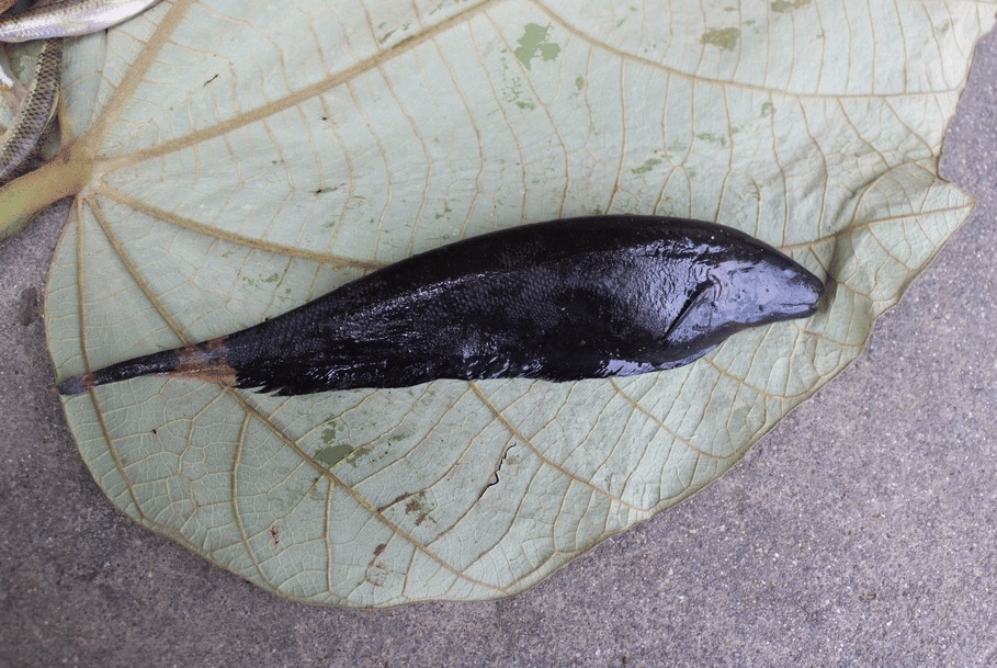 5 Fakta Ikan Pisau Hantu Hitam, Bisa Mengeluarkan Listrik
