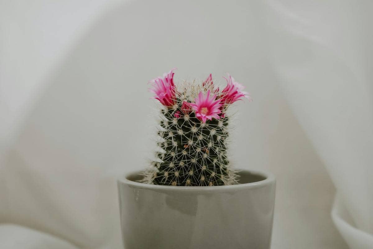 ilustrasi tanaman kaktus