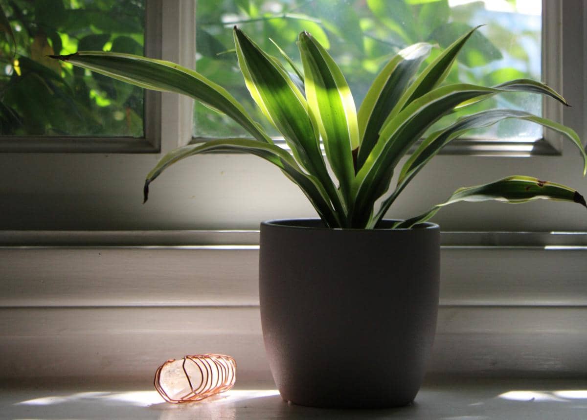 Dracaena fragrans