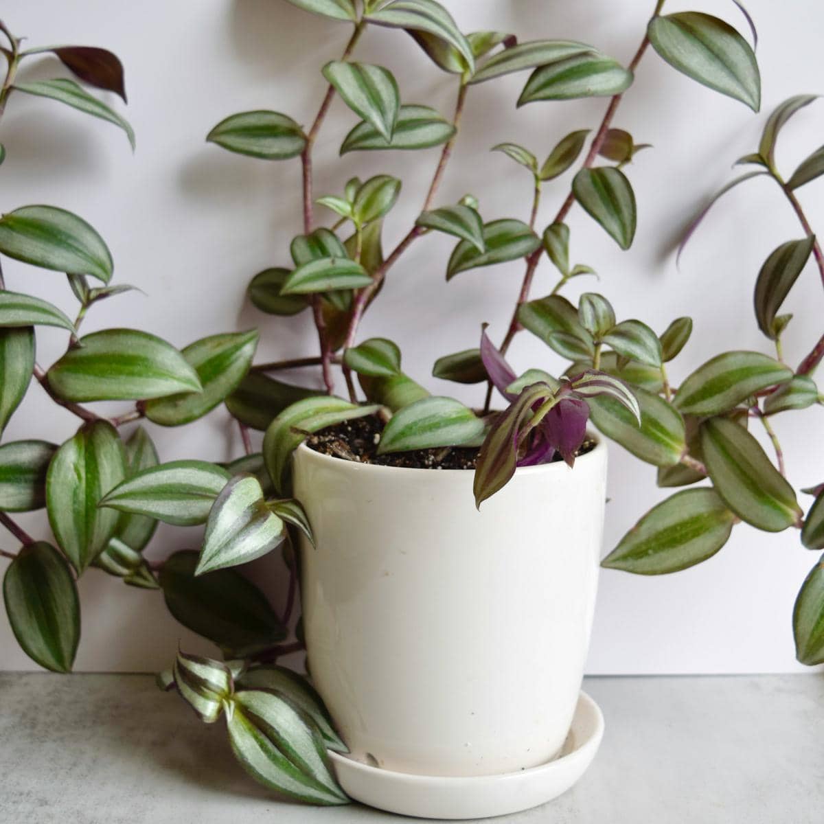 Tradescantia zebrina