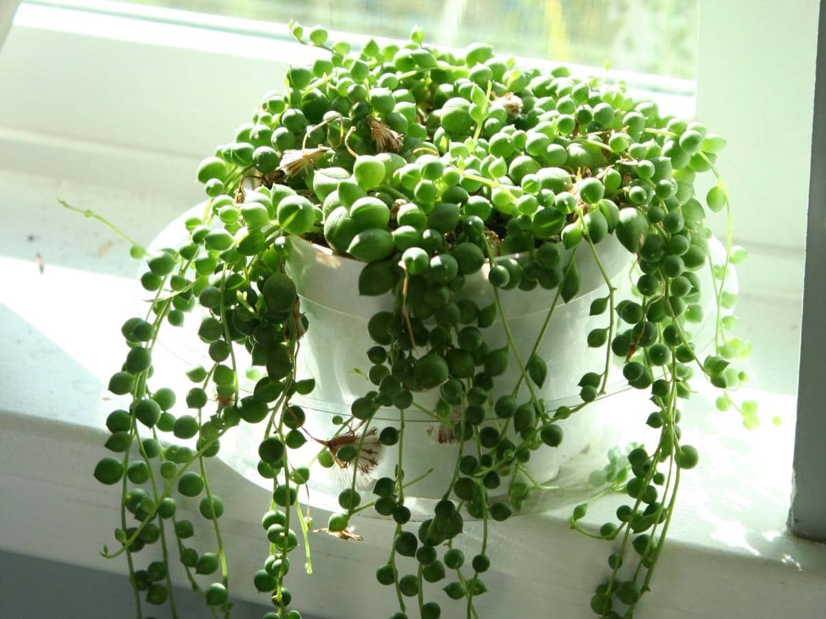 String of pearls