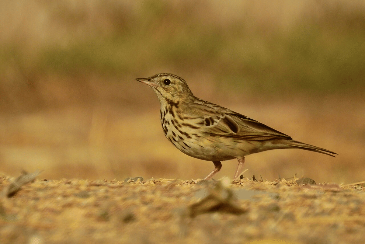pipit pohon