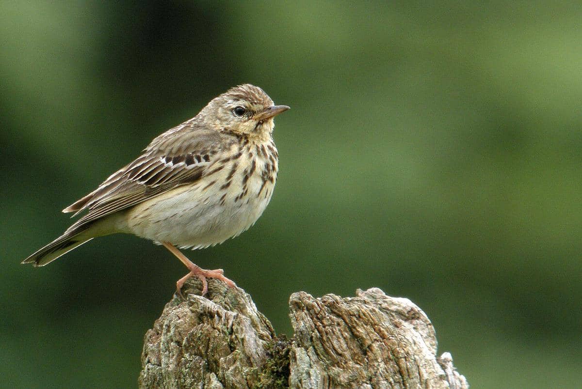 pipit pohon