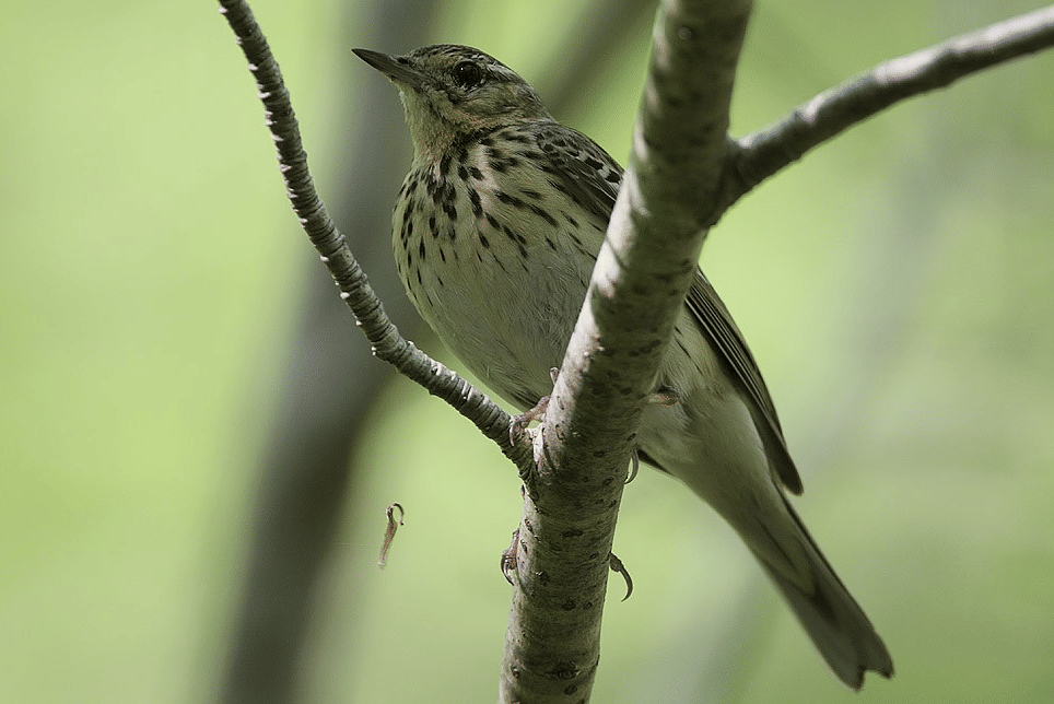 pipit pohon