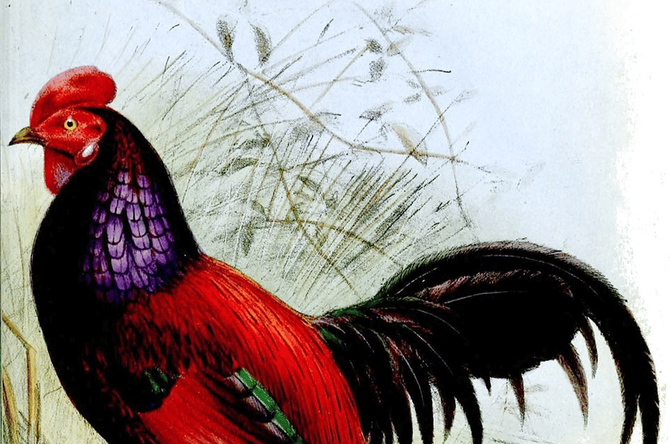 ilustrasi ayam bekisar