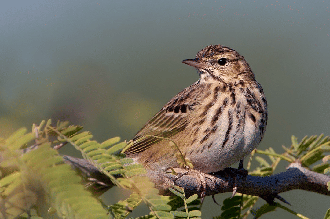 5 Fakta Menarik Pipit Pohon, Tersebar dari Eropa hingga Asia
