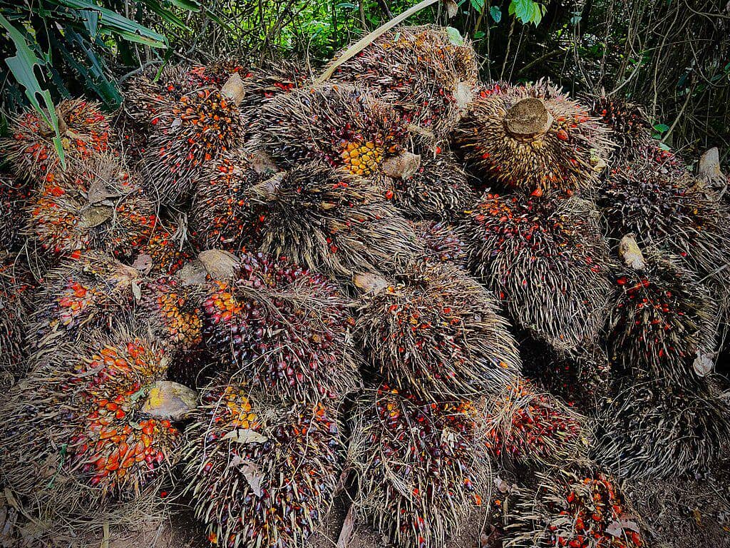 Ilustrasi buah kelapa sawit
