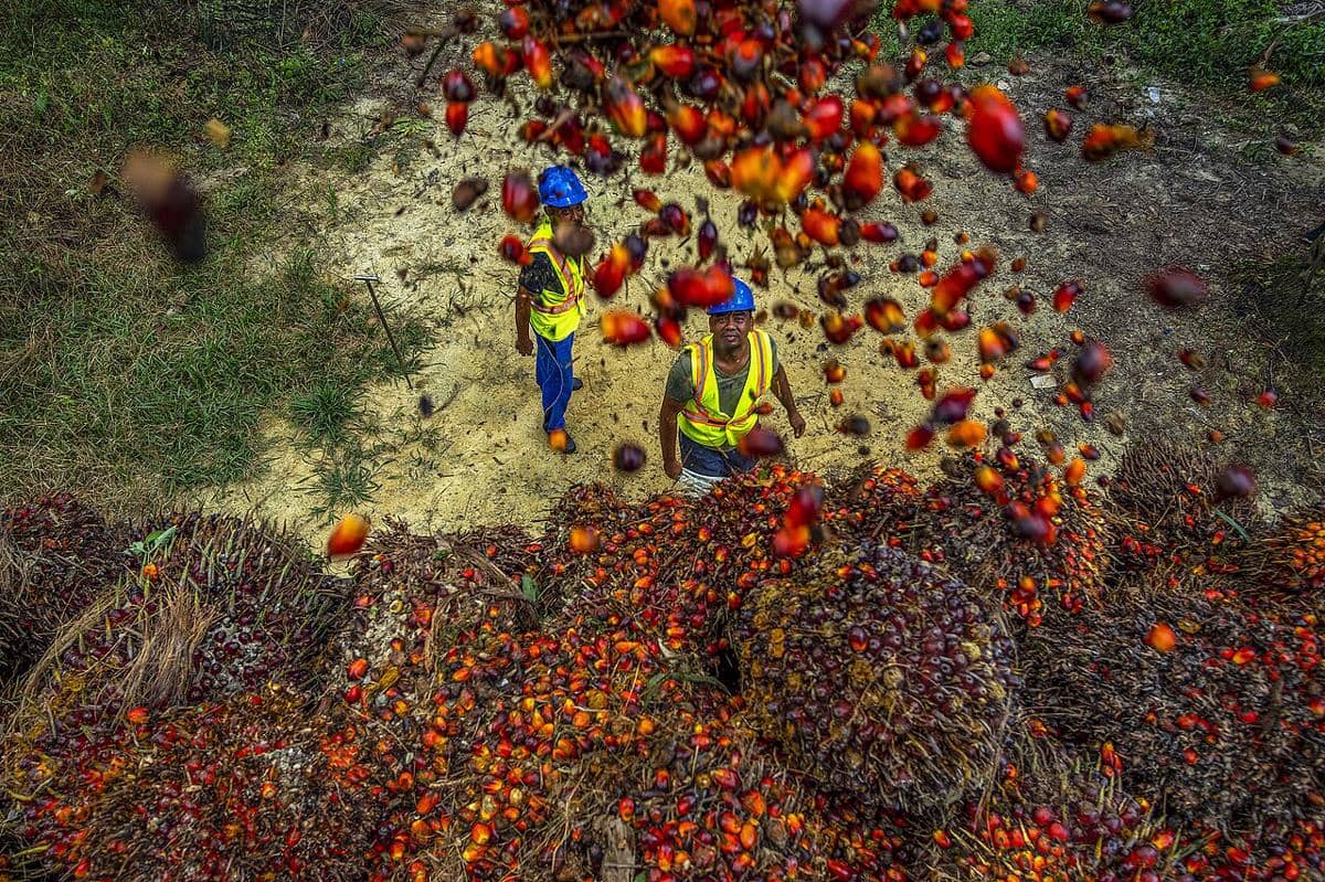Para petani sawit di daerah Kerinci, Riau sedang melakukan panen sawit
