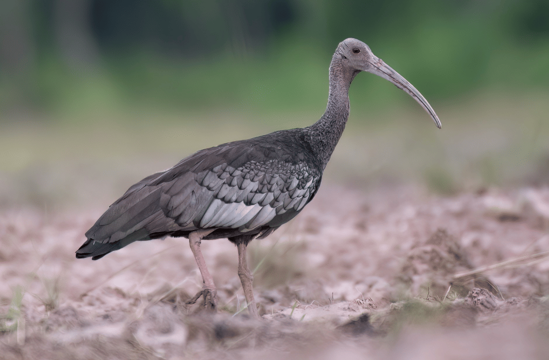 potret burung giant ibis