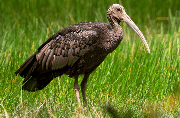 potret burung giant ibis