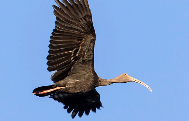 potret burung giant ibis