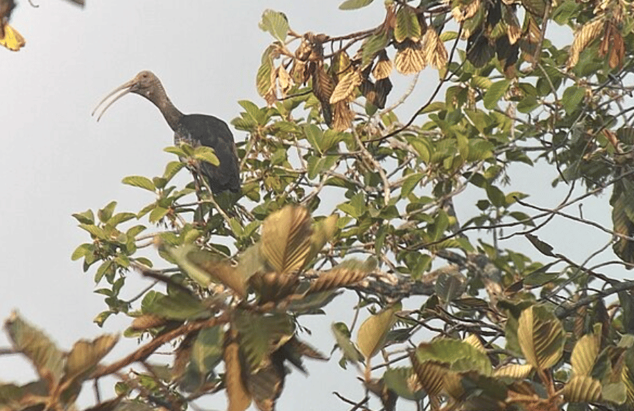 potret burung giant ibis 