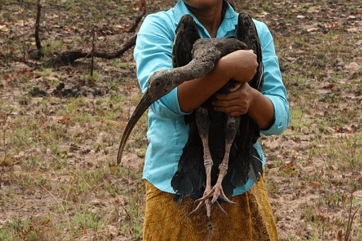 potret burung giant ibis