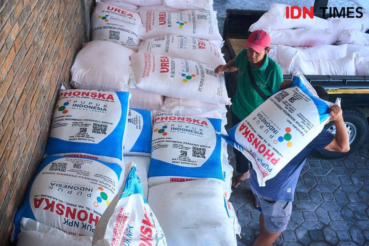 Petugas kios Penerima Pupuk pada Titik Serah (PPTS) UD Jambul, Fakhur Arif (kanan) bersama Bendahara Kelompok Tani Maju Mulyo, Muhammad Amanullah (kiri) mengangkut karung pupuk bersubsidi untuk diantar ke petani Desa Purwosari, Secang, Magelang, Senin (22/12/2025). (IDN Times/Dhana Kencana)