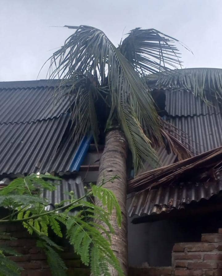 Rumah warga tertimpa pohon tumbang akibat hujan lebat dan angin kencang di Lombok Barat.