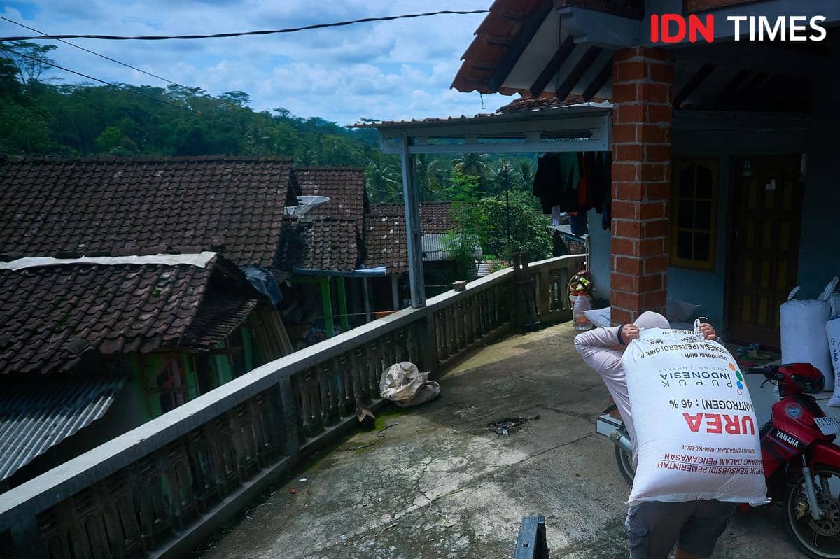 Petugas kios Penerima Pupuk pada Titik Serah (PPTS) UD Jambul, Fakhur Arif (kanan) membawa karung pupuk bersubsidi untuk petani Desa Purwosari, Secang, Magelang, Senin (22/12/2025). (IDN Times/Dhana Kencana)