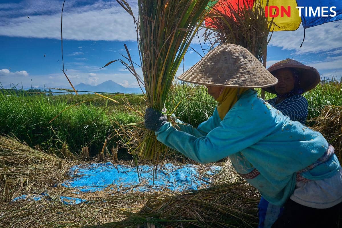 Sejumlah petani perempuan memukul batang padi untuk merontokkan gabah di Desa Candiretno, Kecamatan Secang, Kabupaten Magelang, Senin (22/12/2025). (IDN Times/Dhana Kencana)