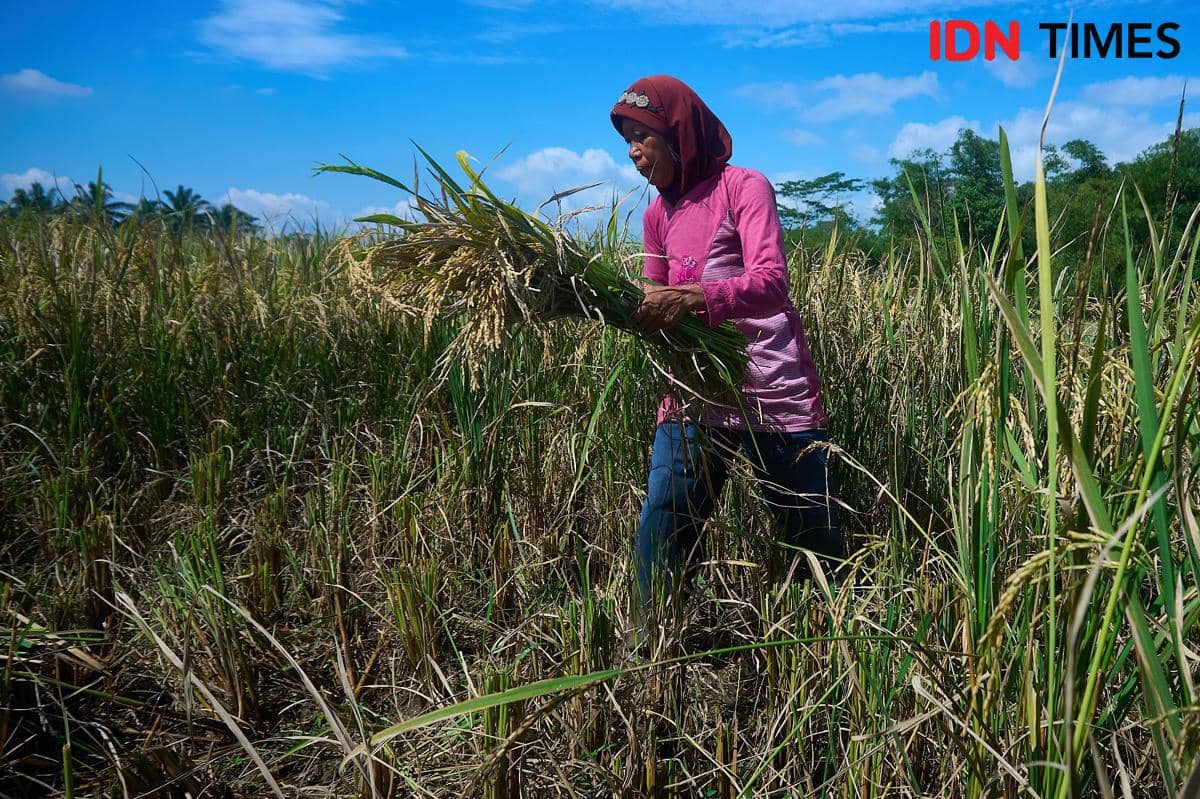 Seorang petani perempuan memanen padi di Desa Candiretno, Kecamatan Secang, Kabupaten Magelang, Senin (22/12/2025). (IDN Times/Dhana Kencana)