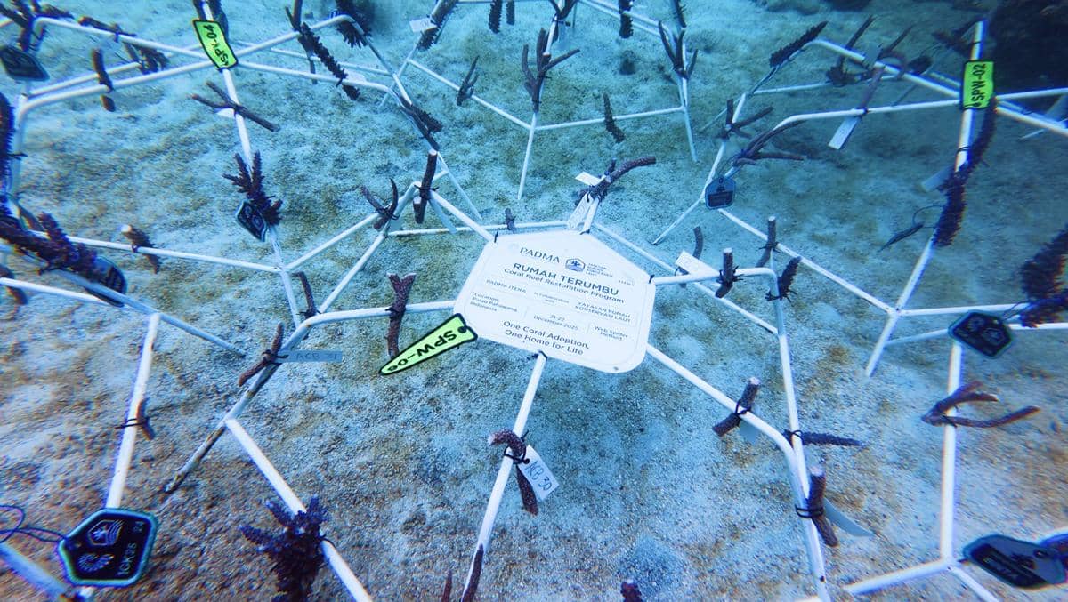 Unit Kegiatan Mahasiswa (UKM) Panorama Dwimatra (Padma) Itera turun langsung ke laut untuk berkontribusi dalam pemulihan terumbu karang di perairan Pulau Pahawang, Kabupaten Pesawaran, Lampung