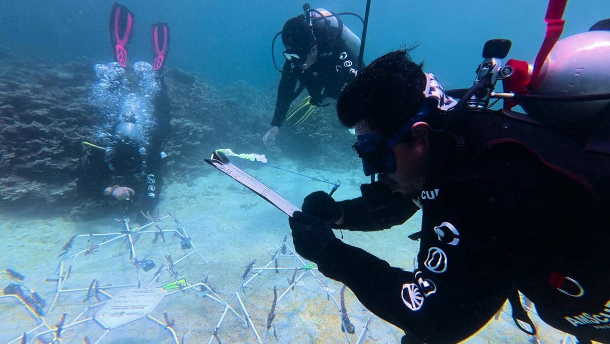 Unit Kegiatan Mahasiswa (UKM) Panorama Dwimatra (Padma) Itera turun langsung ke laut untuk berkontribusi dalam pemulihan terumbu karang di perairan Pulau Pahawang, Kabupaten Pesawaran, Lampung