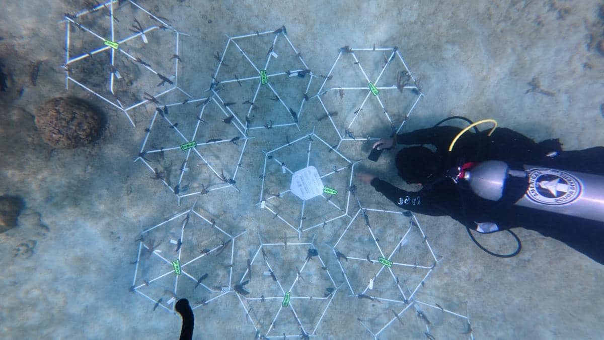 Unit Kegiatan Mahasiswa (UKM) Panorama Dwimatra (Padma) Itera turun langsung ke laut untuk berkontribusi dalam pemulihan terumbu karang di perairan Pulau Pahawang, Kabupaten Pesawaran, Lampung