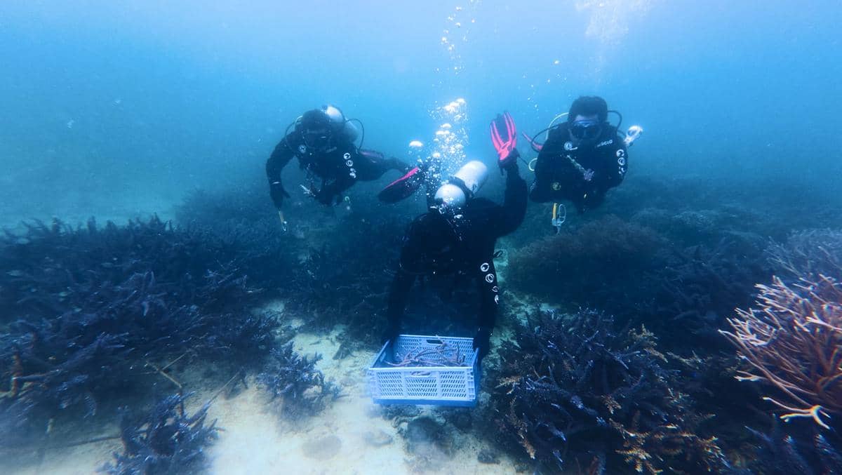 Unit Kegiatan Mahasiswa (UKM) Panorama Dwimatra (Padma) Itera turun langsung ke laut untuk berkontribusi dalam pemulihan terumbu karang di perairan Pulau Pahawang, Kabupaten Pesawaran, Lampung
