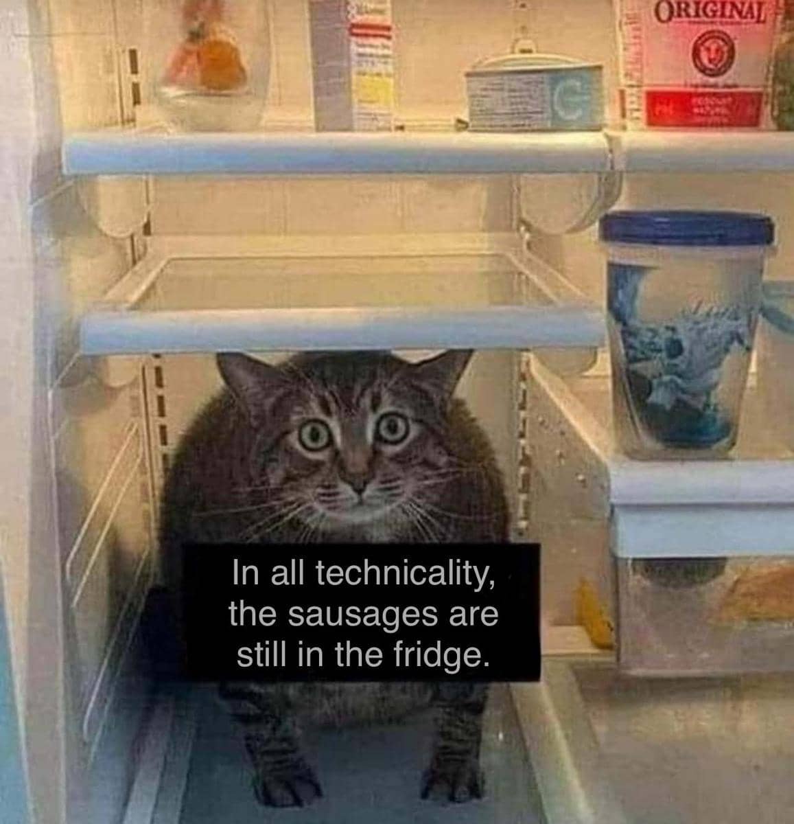 meme kucing dan kulkas