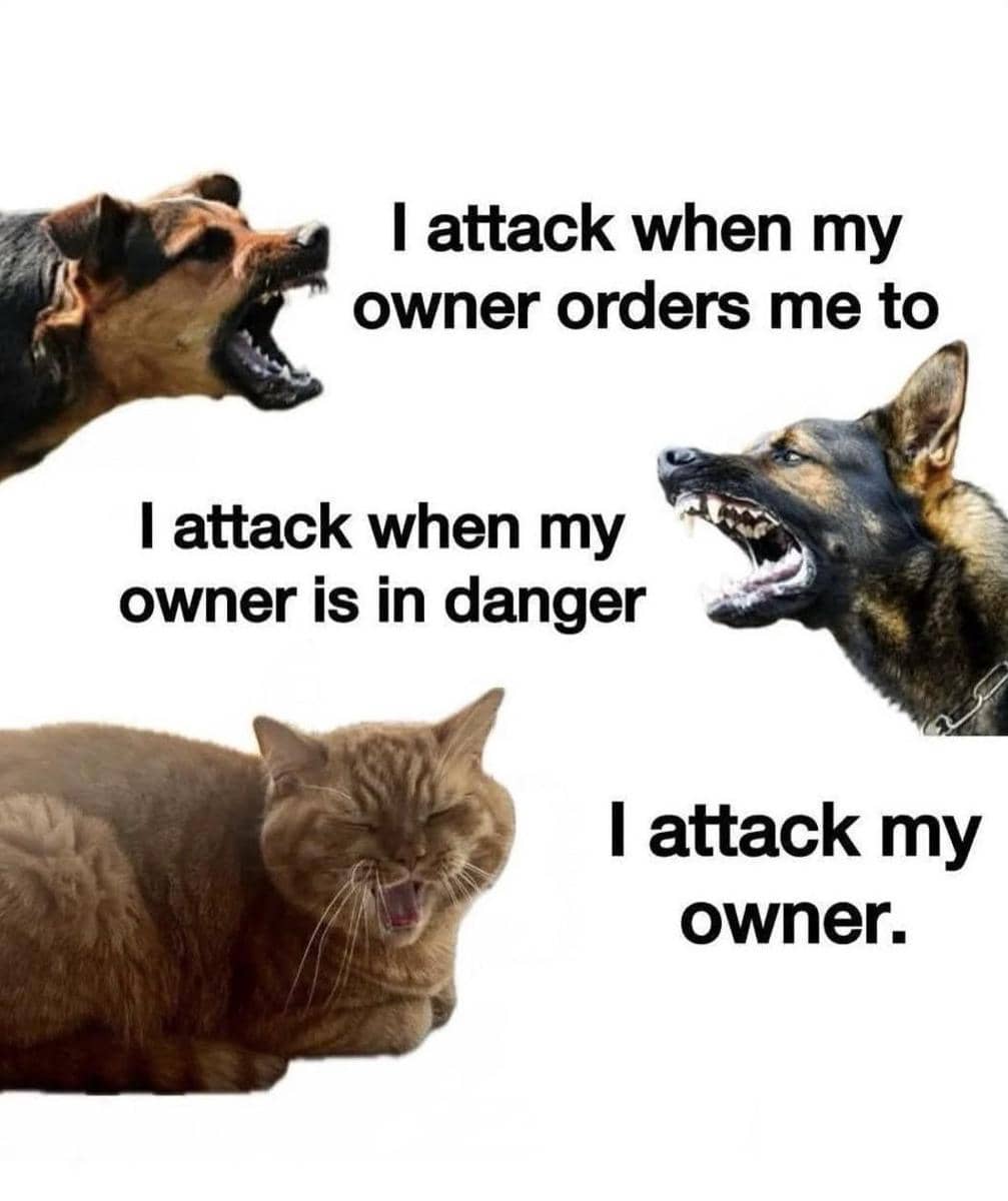 meme nasib menjadi pemilik kucing