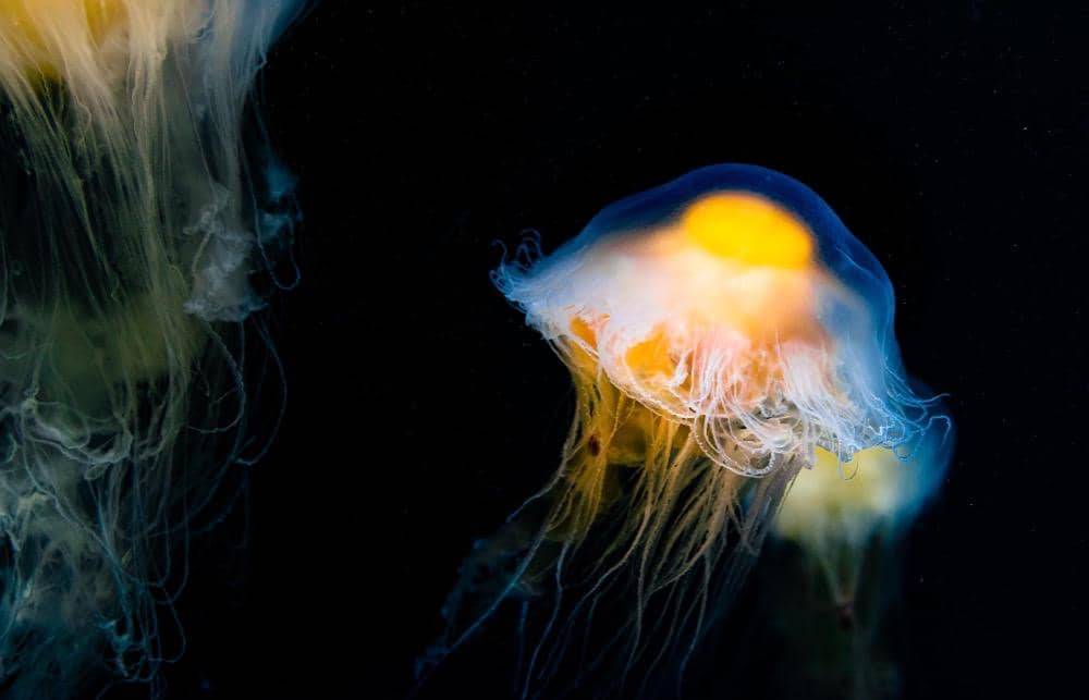 Immortal jellyfish
